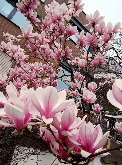 Magnolia  movă ,roză cu alb