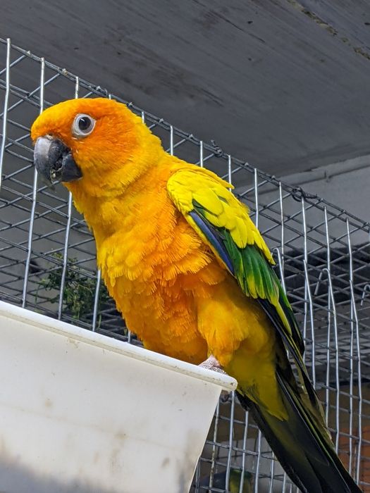 Попугай аратинга