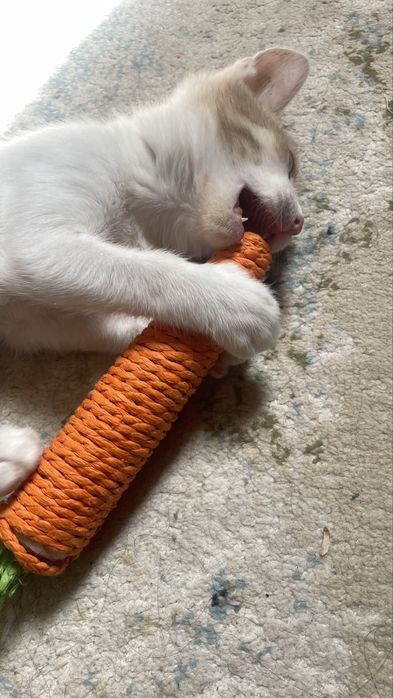 Отдам котенка даром
