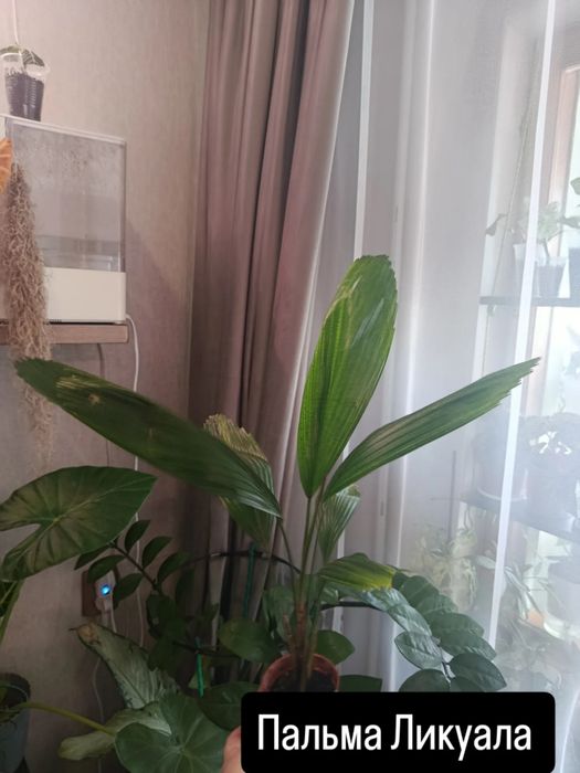 Продам комнатные цветы