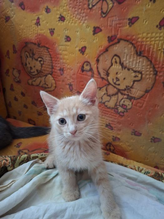 Котята бесплатно Тараз