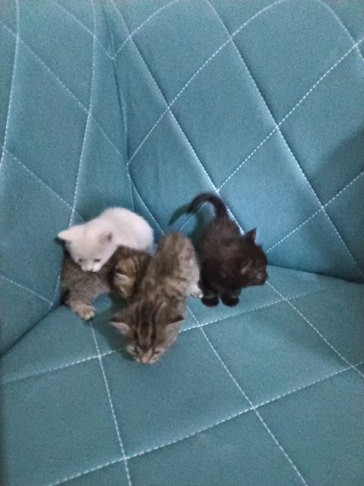 Скотш страйт болалари