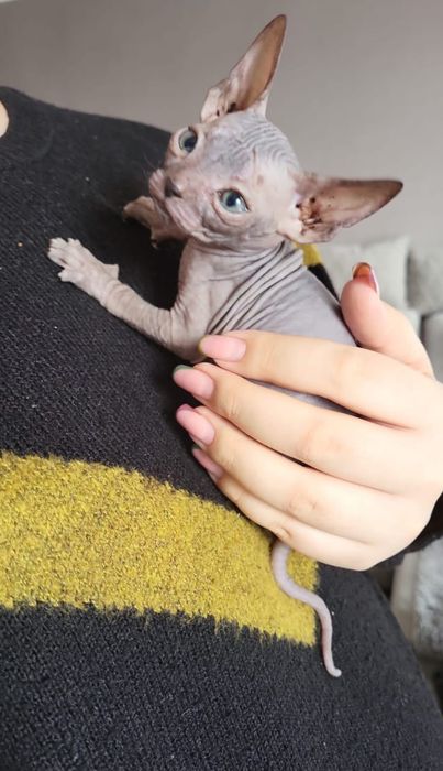 Донские Сфинксики.