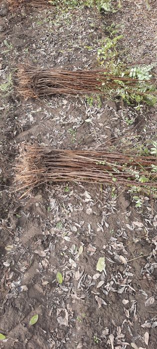 Puieti de salcam de vânzare 0,50 bani