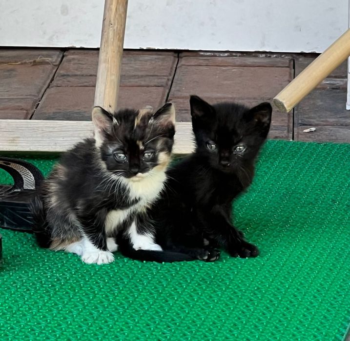 Котята в добрые руки (1,5 месяца)