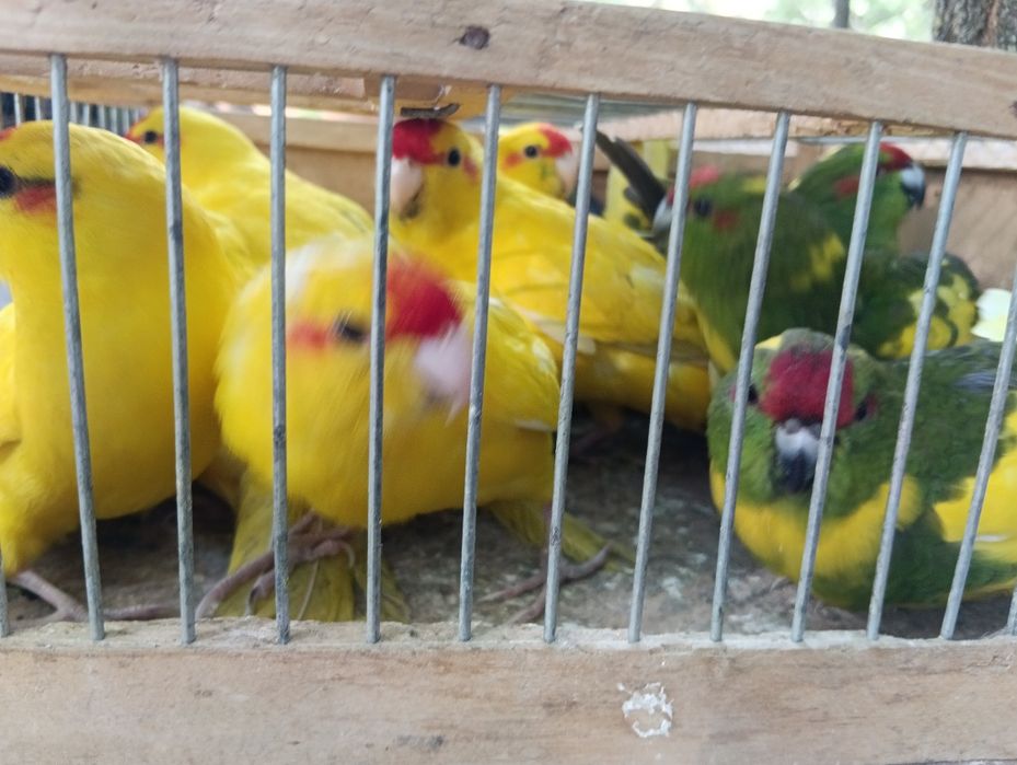 Vând Nimfe și Cacariki
