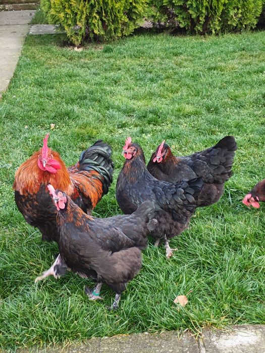 Pui Marans și Ayam Cemani