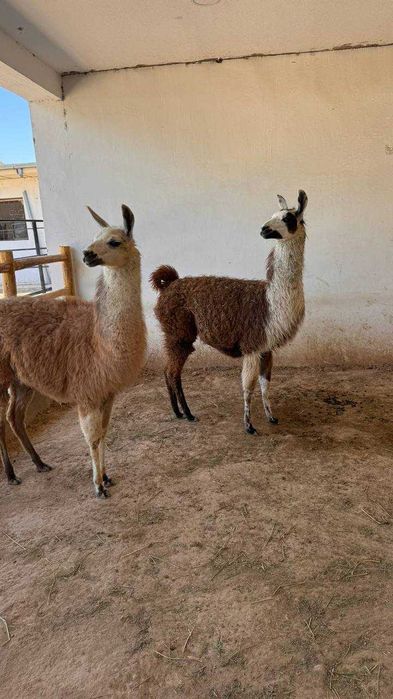 Продается пара ЛАМЫ