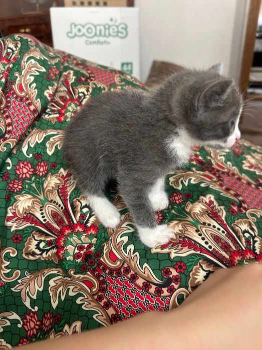 продается котенок