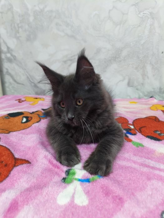 Котенок Мейн-кун