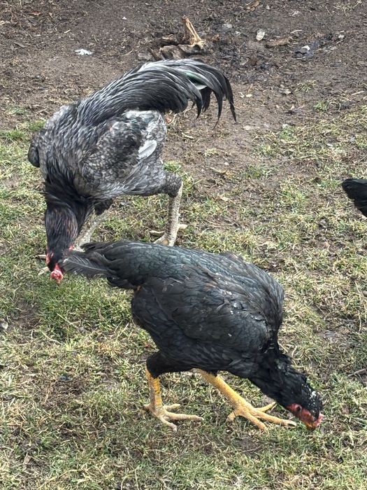 Петух вьетнам ганой