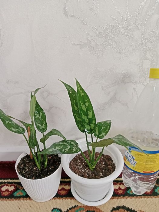 Продам цветы 3500/2500