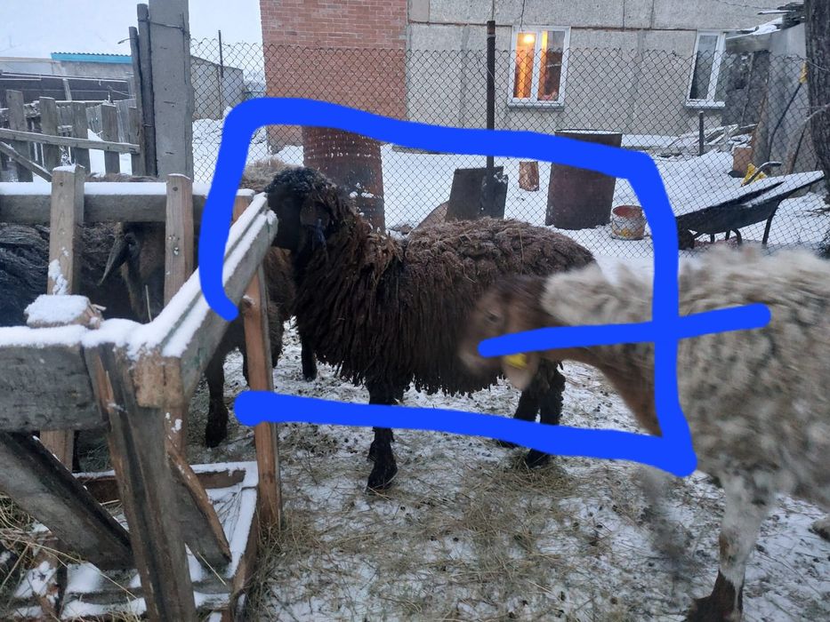 Продам кошкаров.