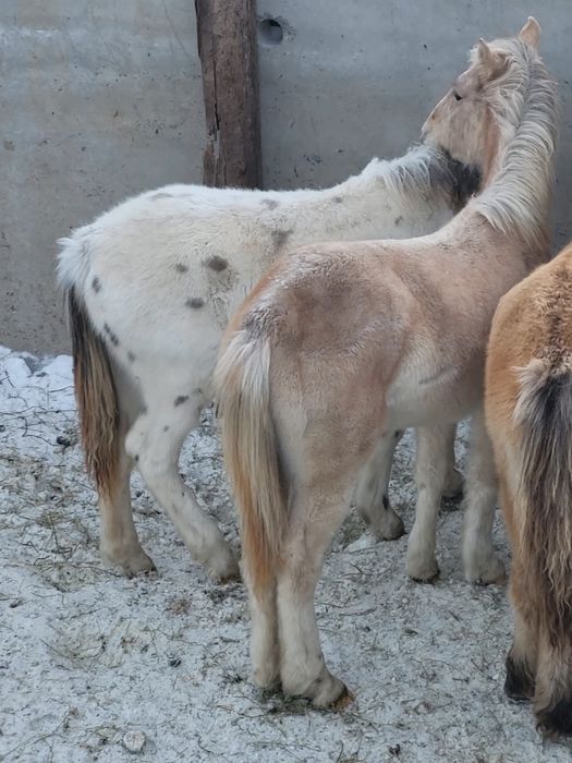 Продам жабағылар