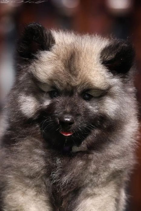 Вольф-шпицы готовы к переезду