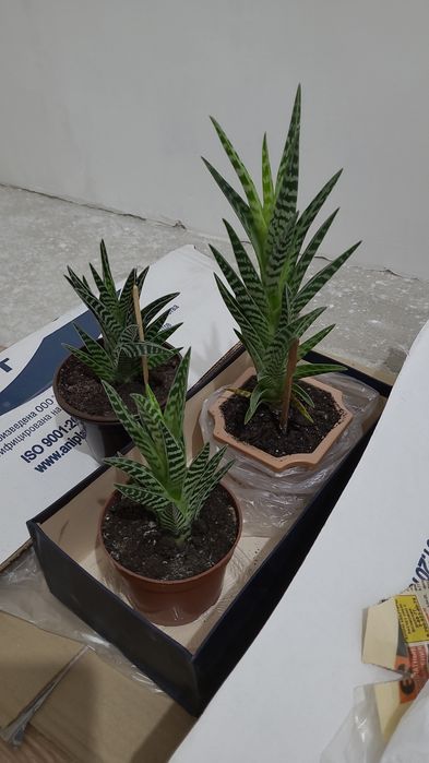 Продам комнатные цветы