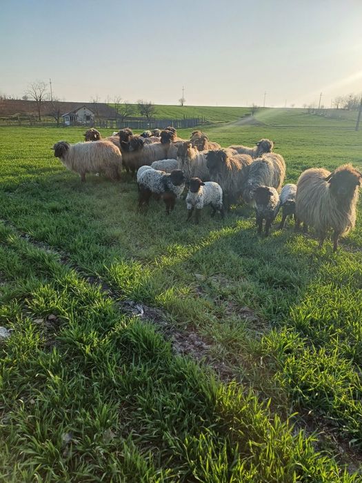 Oii disponibile  fatate și de tăiat