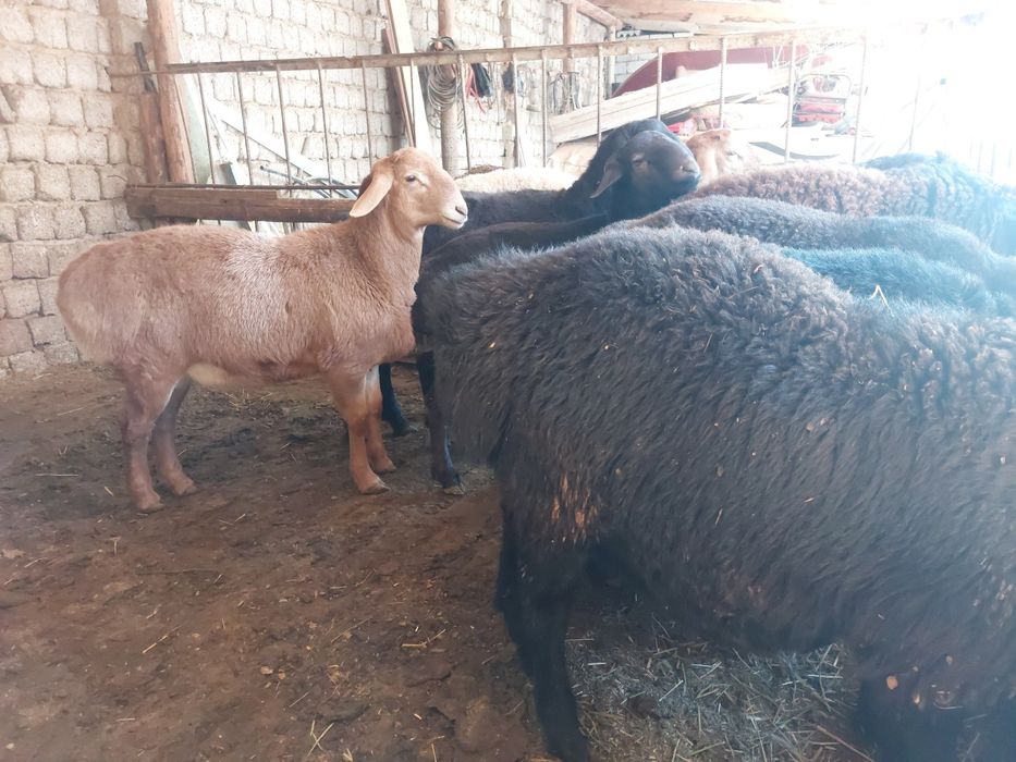 Уйда бокилган Тоза Ку́чкорлар Сотилади!!!