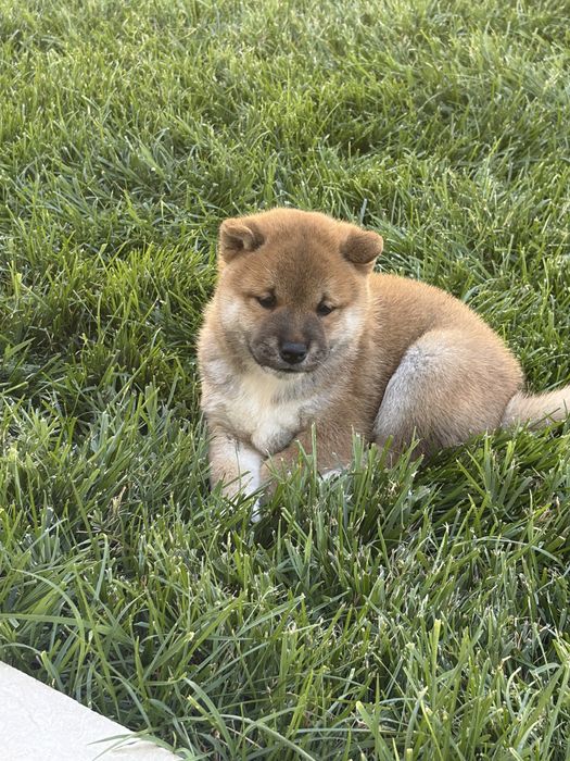 Catel Shiba Inu