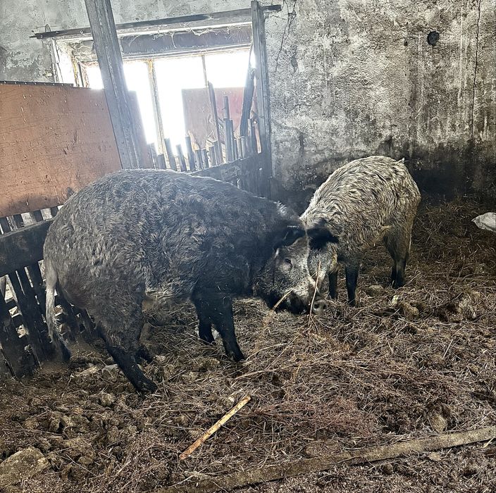 Продам кабана производителя