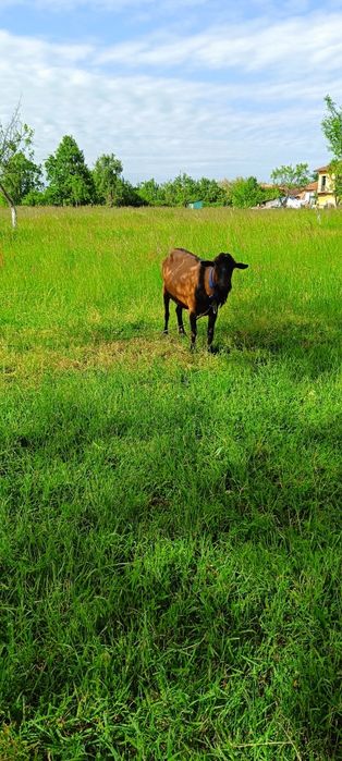 Vind țapi alpine franceza!