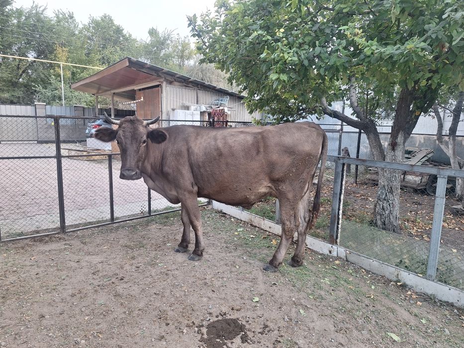 Сауын сиыр сатам парода швиц