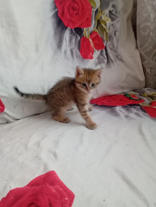 Отдам котят в хорошие руки