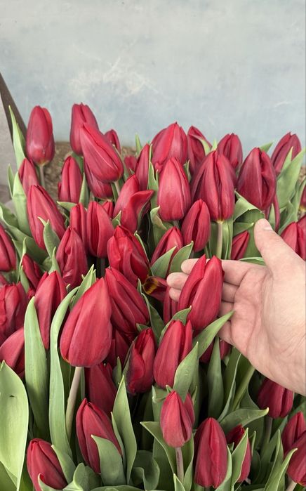Тюльпаны Продажа на 8 марта