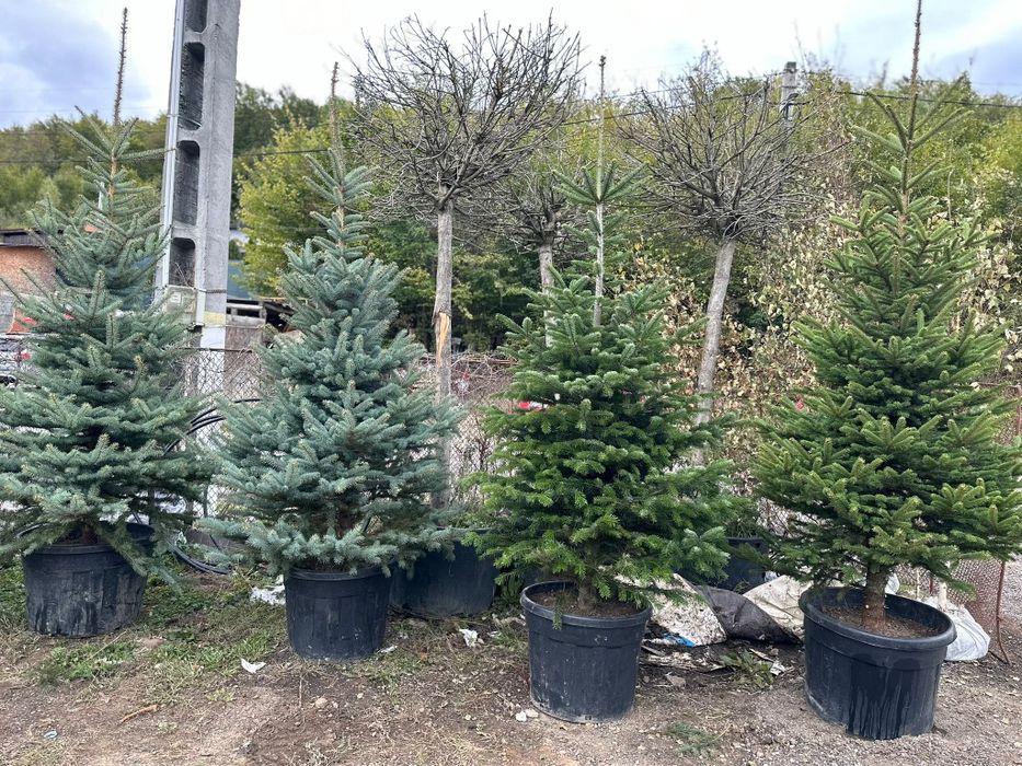 Brazi arginti și verzi