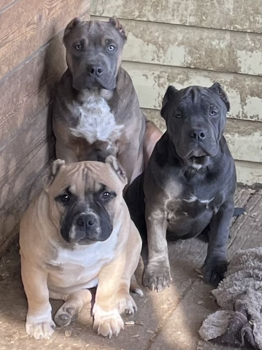 Щенки американский булли