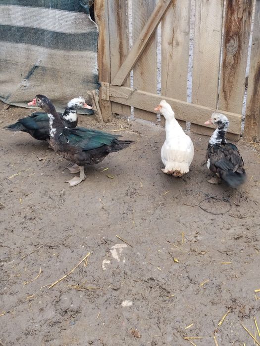 Vând rațe leșești Prahova