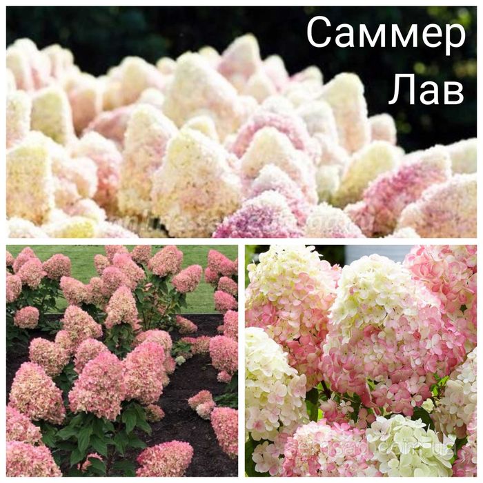 Гортензия Бонфаер новинка Bonfire