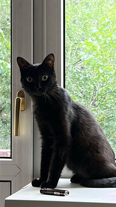 Отдам котика срочно