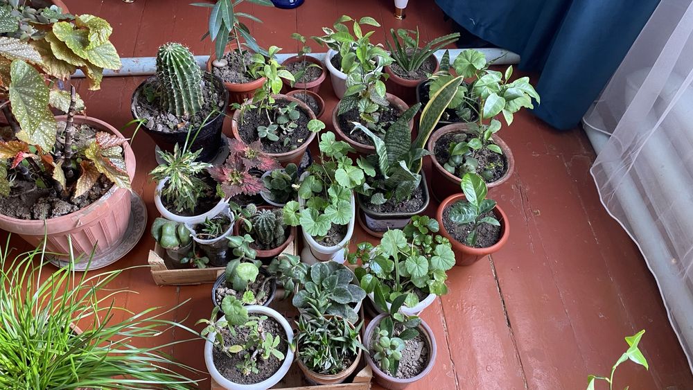 Комнатные растения