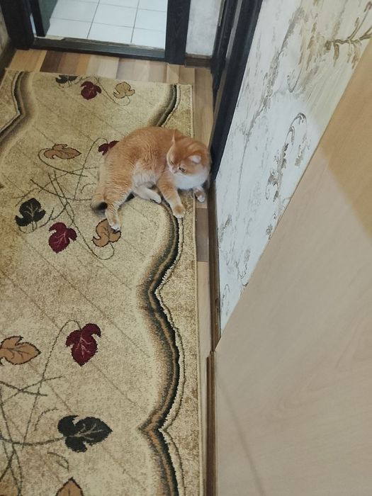 Sotiladi Britanskiy zalatistiy shinshila Ny12