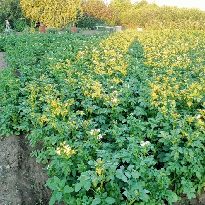 Продам дачу на союзе