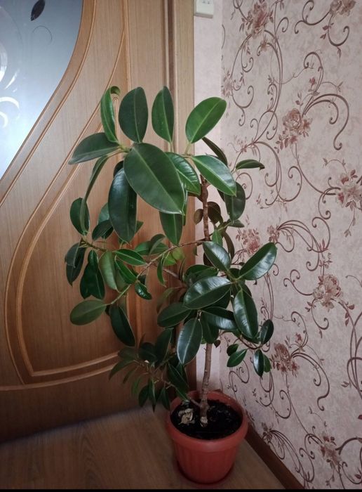 Срочно Продам взрослые цветы по 5000