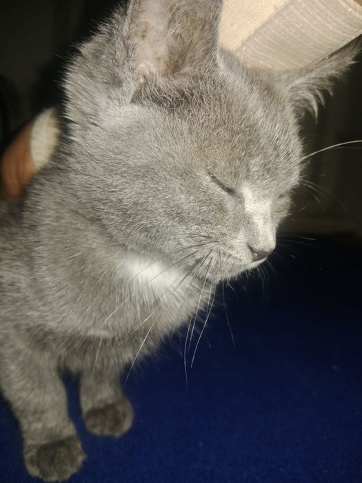 Ginekolog kreslosida sikilgan video