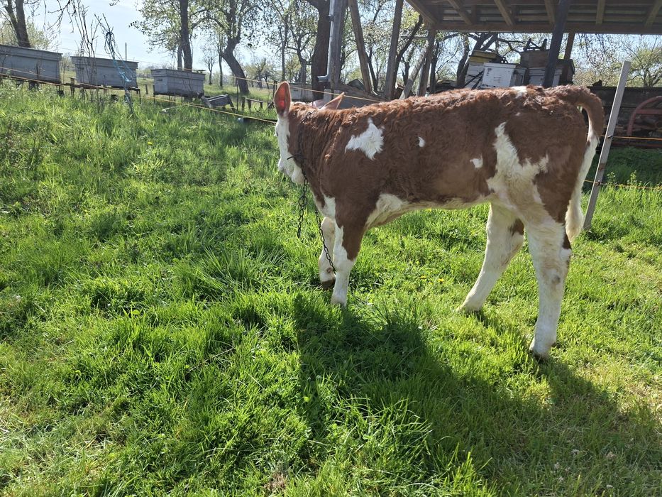 Vând vițea foarte frumoasa