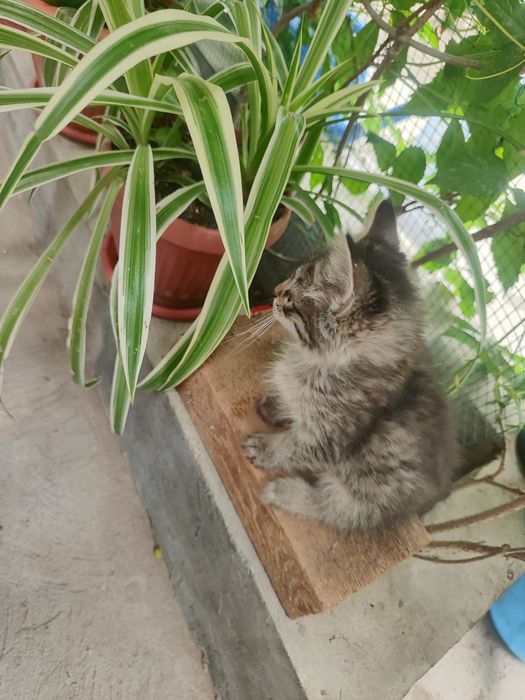 Отдаю котёнка в хорошие руки