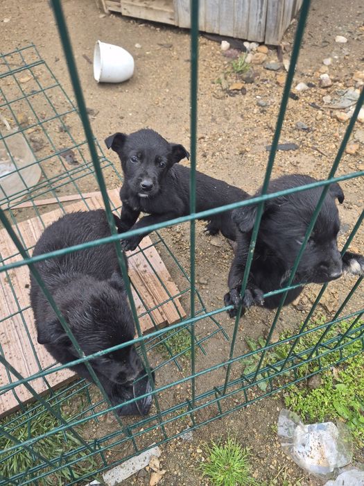 Подарявам кученца