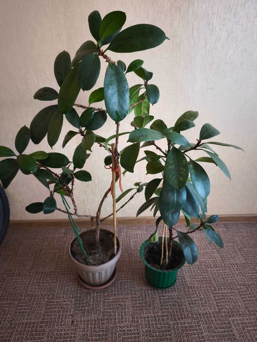 Комнатные цветы, фикус, Замиокулькас