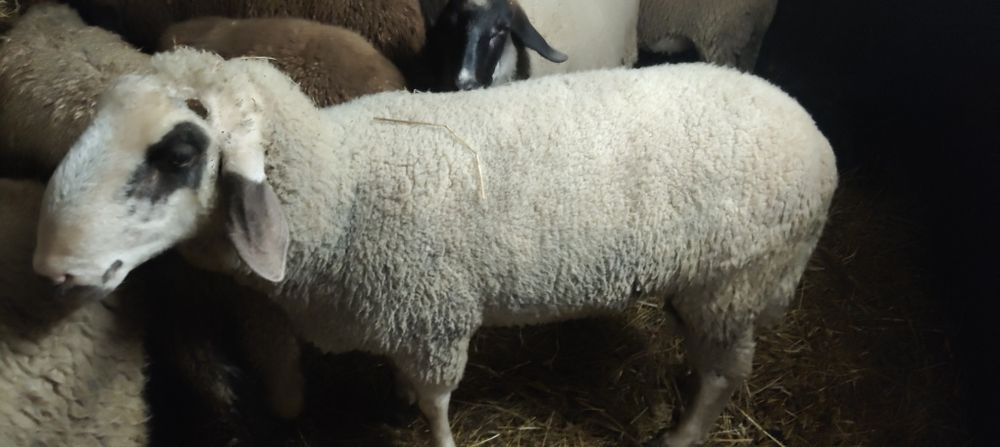 Berbec Carabas 1.6 ani