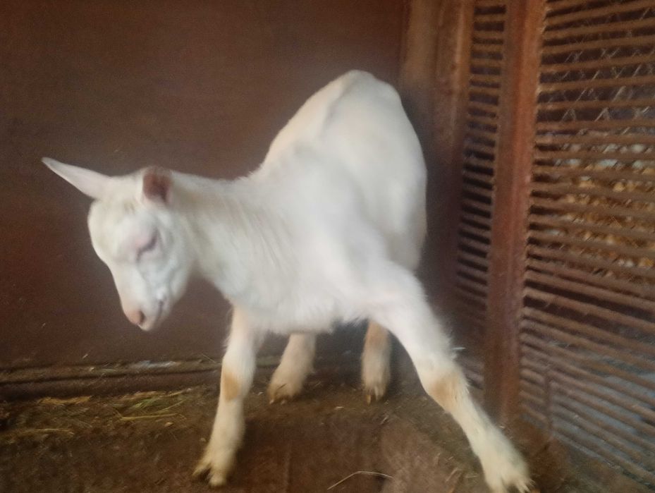 Ieduțe metis saanen