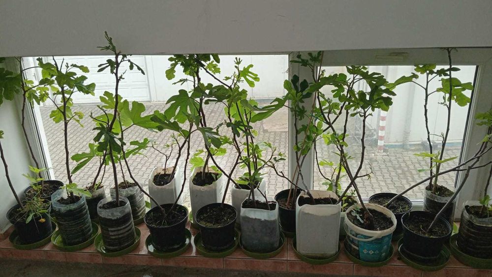 Smochini la ghiveci. Inclusiv pt balconul tau! Sigur culegi fructe.