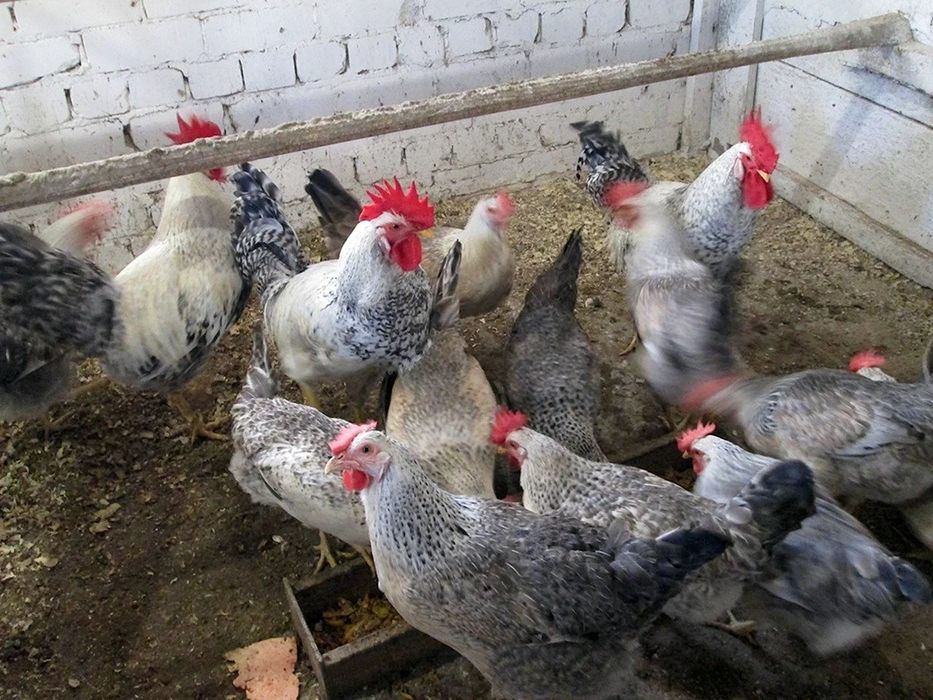 Цыплята Барковская Барвистая