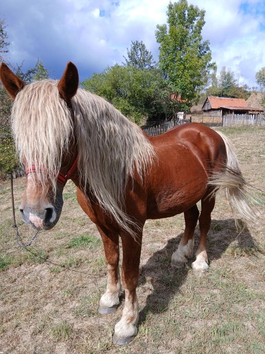 Armăsar de vanzare