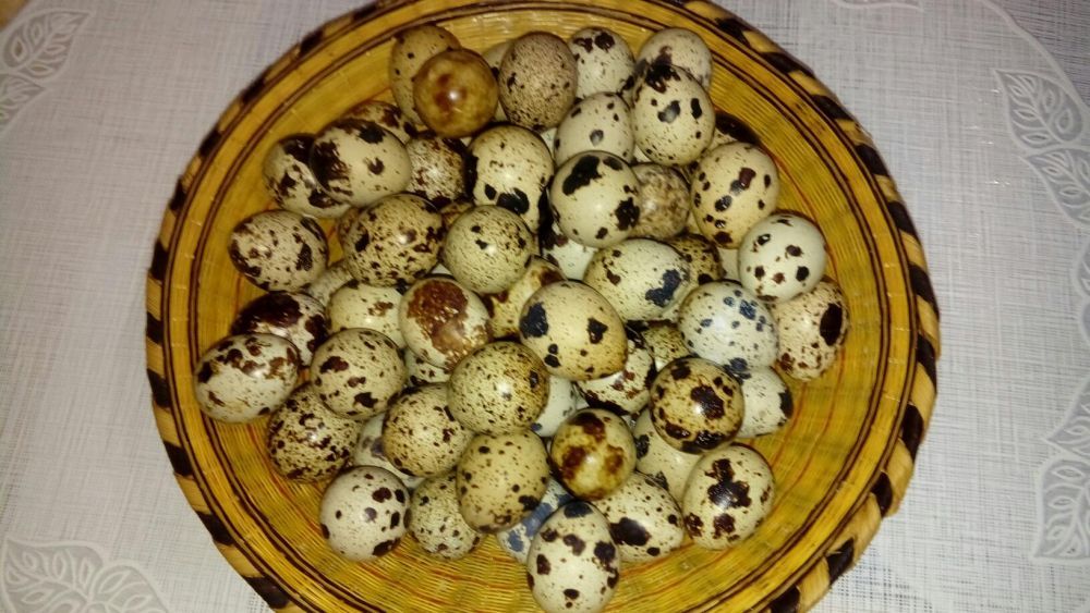 Ouă de prepelită proaspete pt consum, tratament