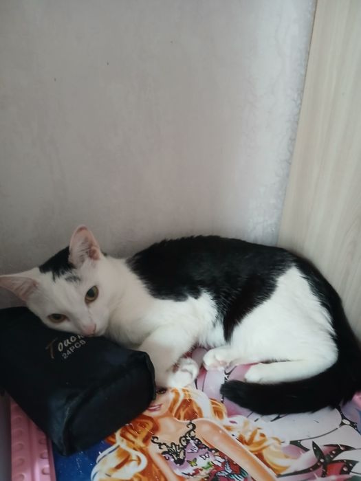 Котик отдам в хорошие руки