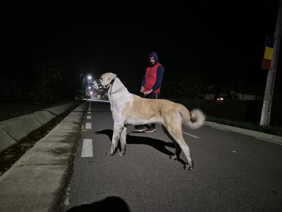 Femela Ciobanesc de Asia Centrala